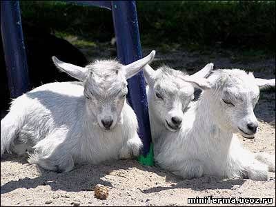 Секреты кормления коз