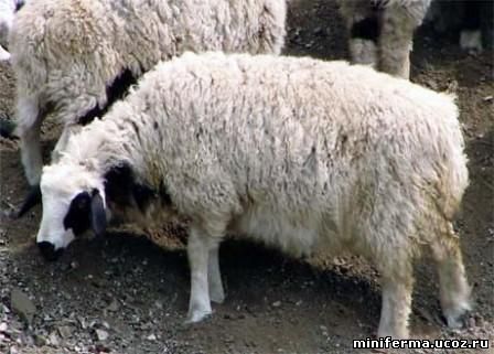 Секреты кормления овец